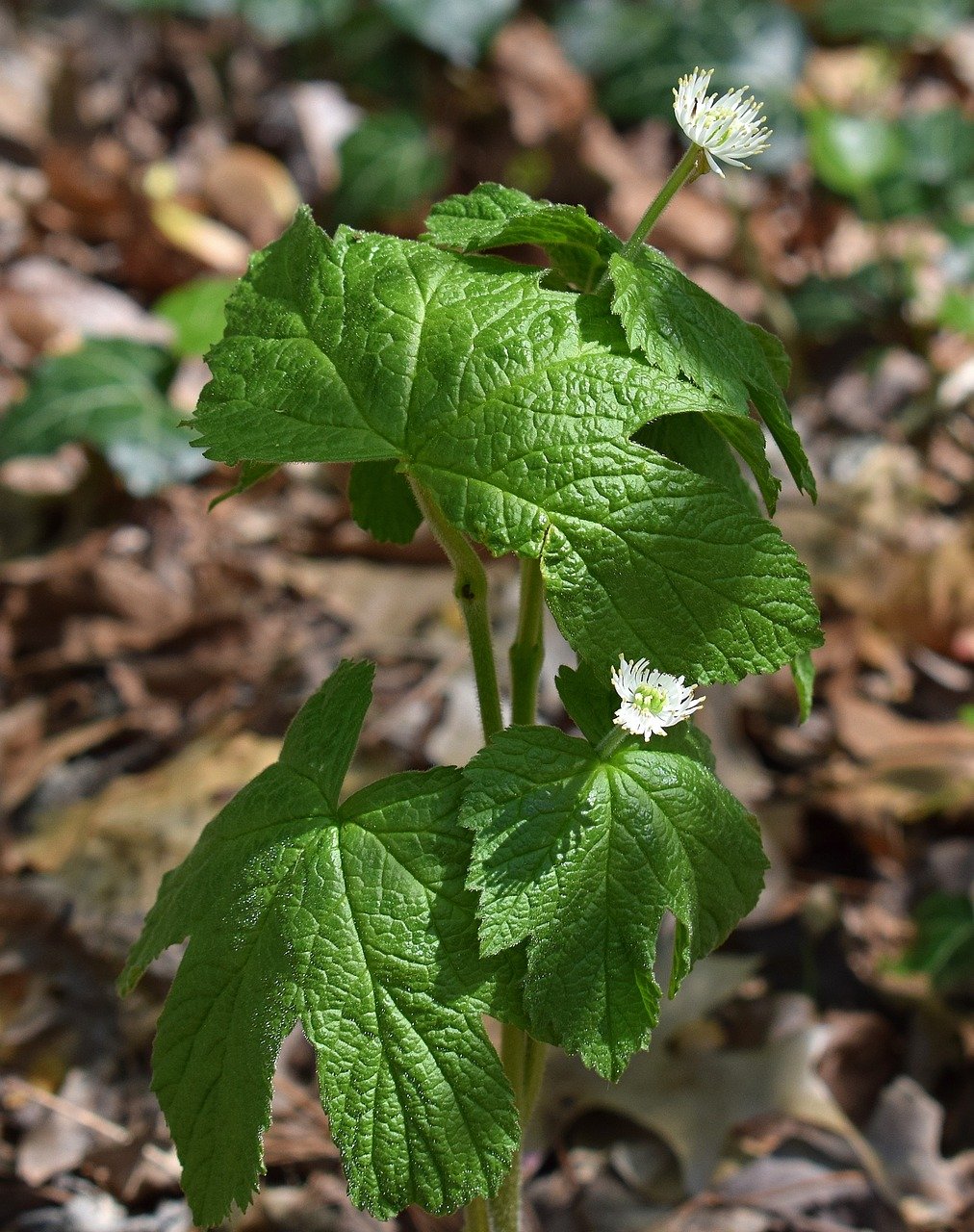 Finding The Best Home Uses For Goldenseal