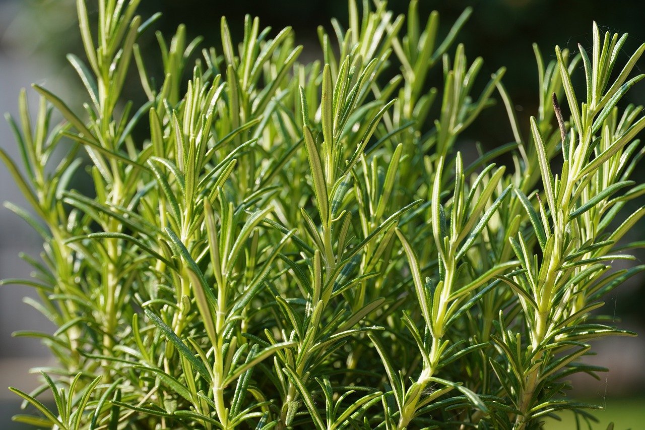 “Rosemary, Awakening The Power Of Italian Flavor”