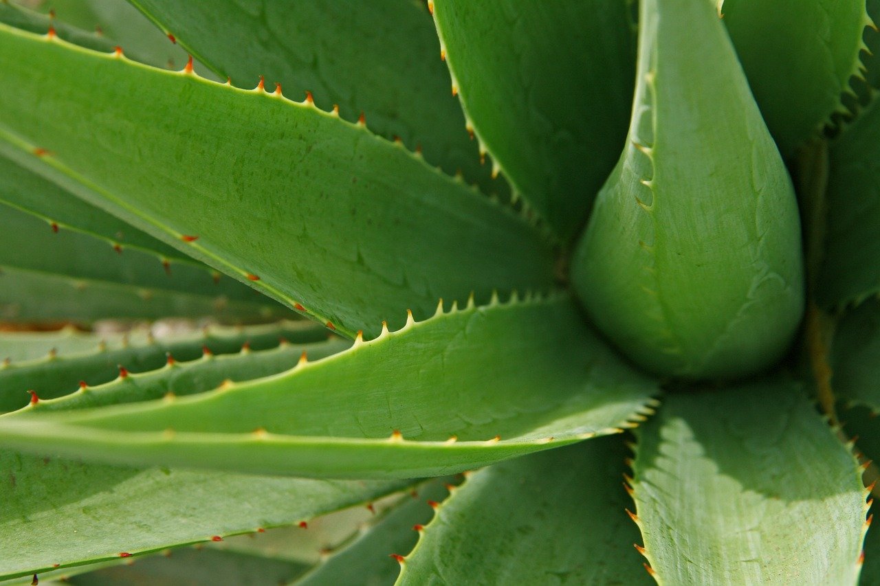 Exploring The Health Benefits Of Aloe Vera