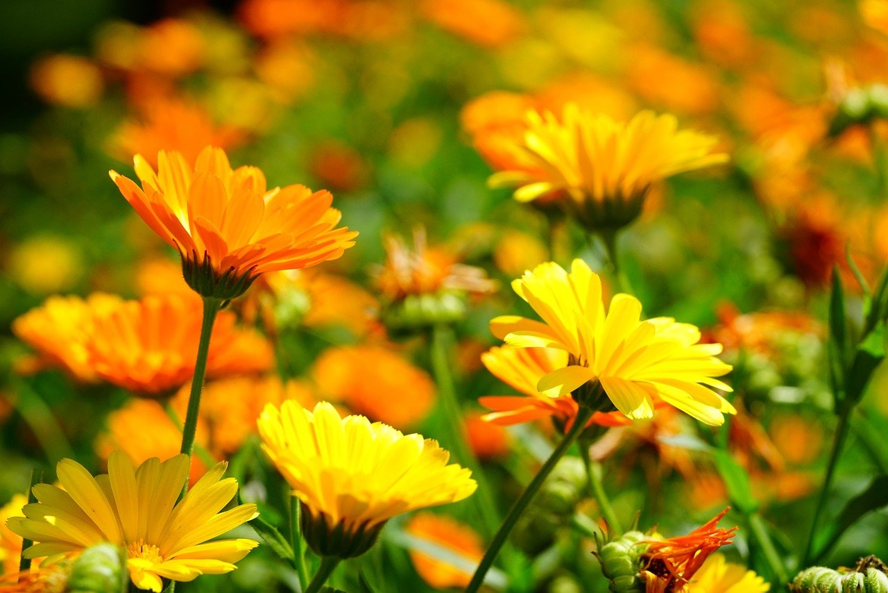 How To Make Home Remedies With The Splendor Of Marigold