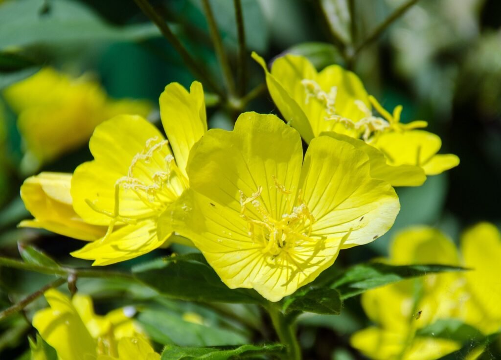 Evening Primrose Plant