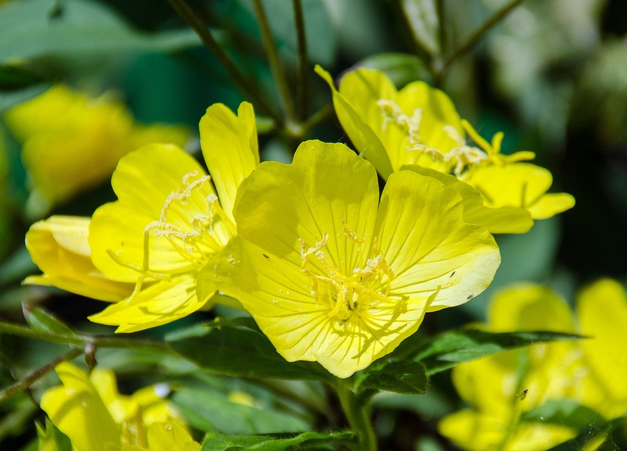Evening Primrose Oil And Its Home Benefits