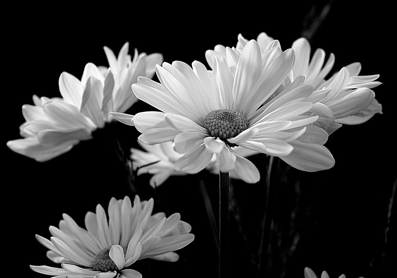 Best Uses For English Daisy As a Home Remedy