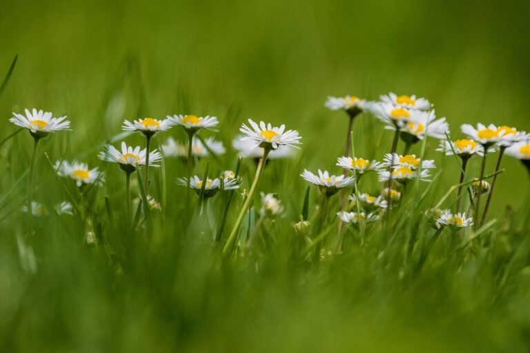 Wild Daisies