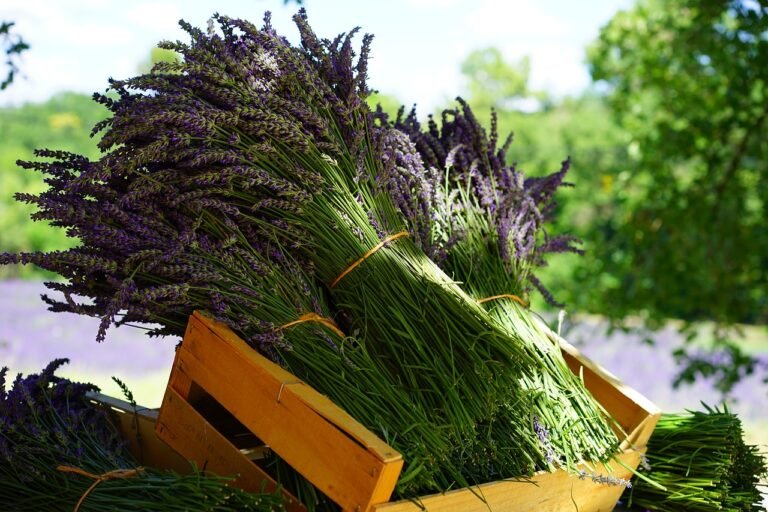 Lavender Cut Flowers