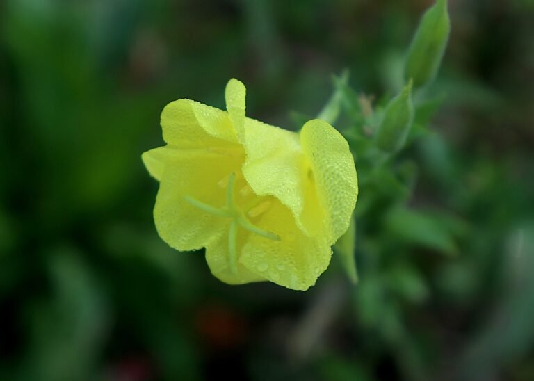 Evening Primrose Flower