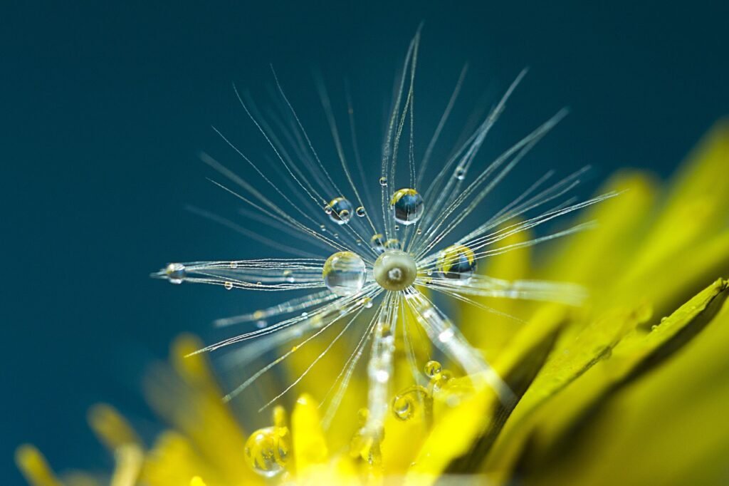 Dandelion seed